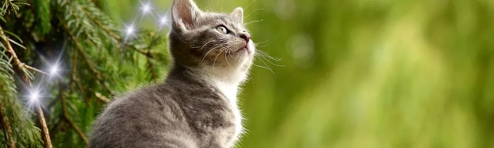 森の中でどこかをじっと見つめる子猫