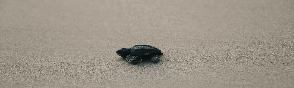 砂浜を歩く一匹の子ガメ