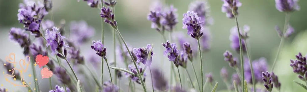 風にそよぐ紫色のラベンダーの花々