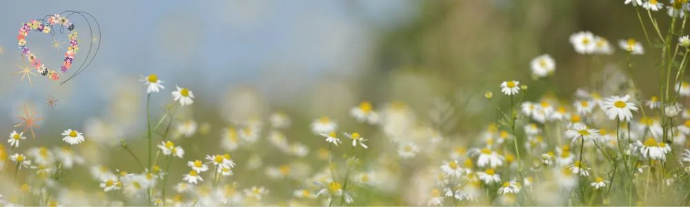 野原に咲く小さな白い花々の写真